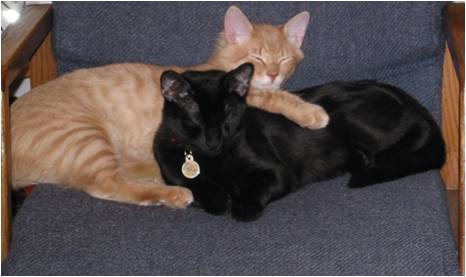 pet1