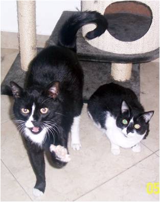 pet3